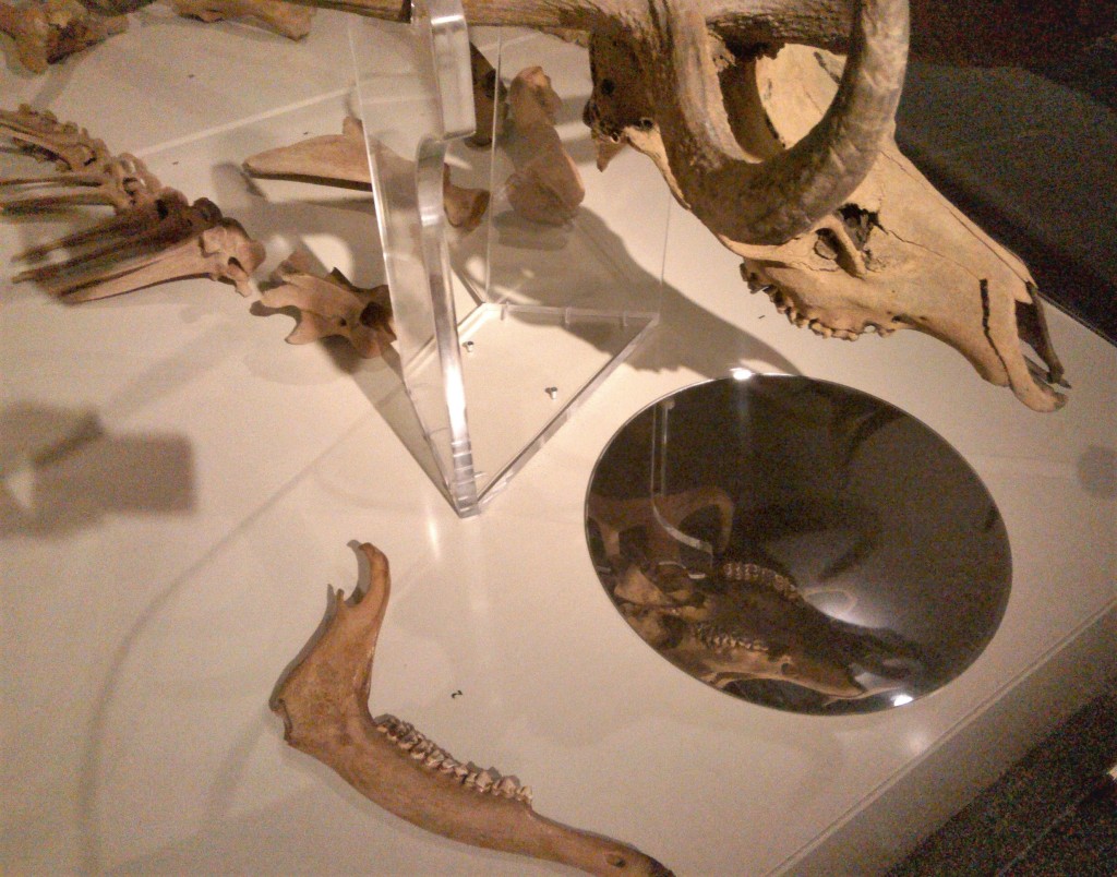 photo of elk skeleton arranged something like a living animal with display case floor holding a circular mirror so visitors can view the underside of the skull and its teeth