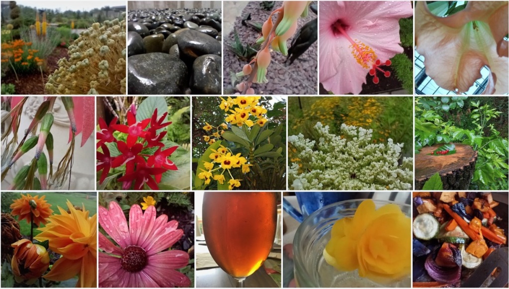 collage of thumbnails, mainly flowers, 5 shots across the 3 rows high 