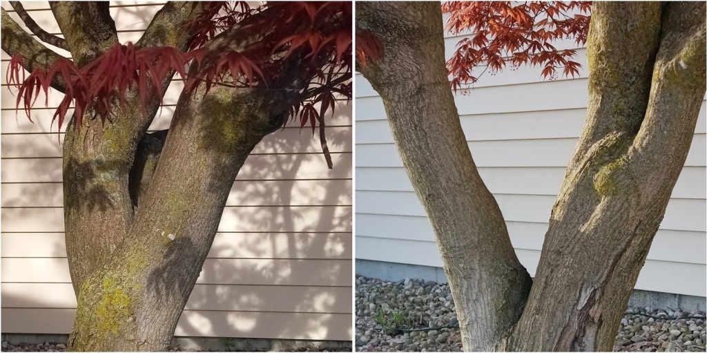 collage of 2 square photos of Japanese maple's trunk; one in shadow, one in sunlight